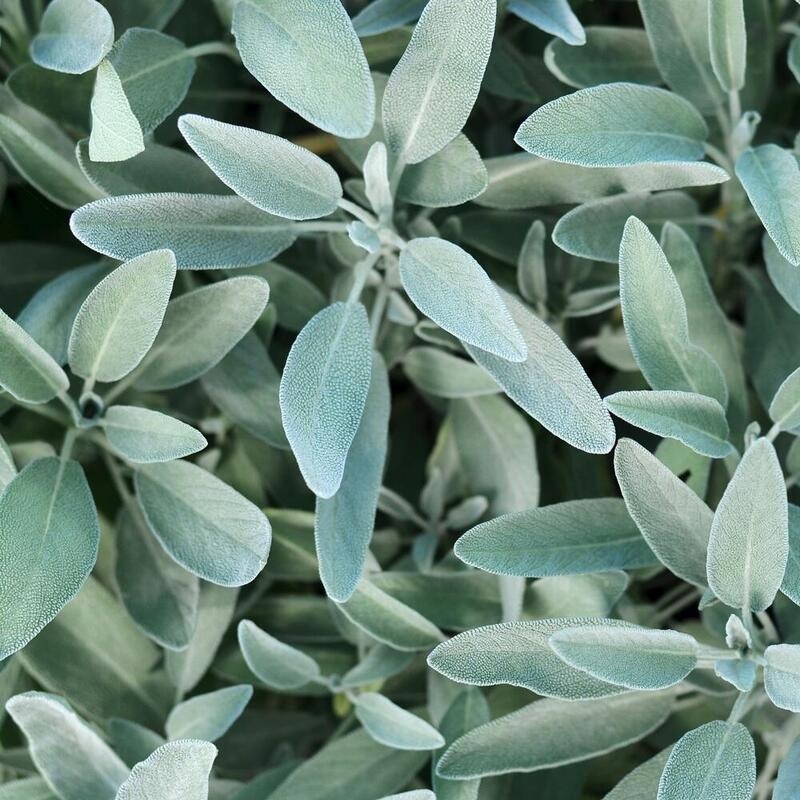 RAUSCH Silberglanz-Kur mit Salbei